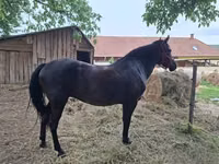 Mare, Hungarian horse breed — photo 1