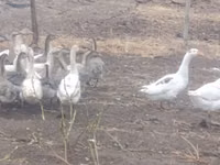 Geese — الصورة 6