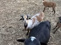 Qo‘ylar (partiya, jinsi ko‘rsatilmagan), Cameroon sheep — 7-rasm