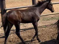 Stute, Thoroughbred horse — Foto 1