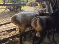 Carnero, Rhon sheep — foto 3