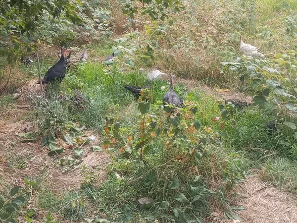 Turkeys — Kirgisistan