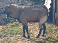 Ziege, Ziegen — Foto 1