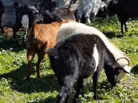 Ешкі, Ешкілер — 2-сурет