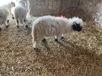 Ram, Wallis Country sheep — photo 1