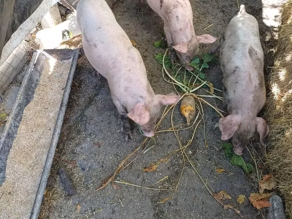Säue, Schweine
