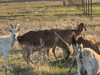 Ziegenbock, Ziegen — Foto 3