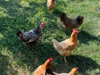 Chickens — Foto 3
