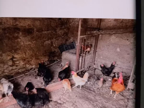 Chickens