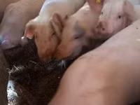 公猪, Pigs — 照片 3
