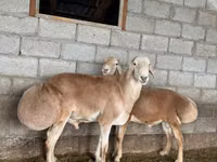 Widder, Afghan Arabi sheep — Foto 2