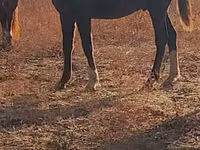 Yegua, Horse breed — foto 3