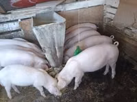 Eber, Schweine — Foto 1