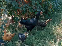 Chickens — photo 5