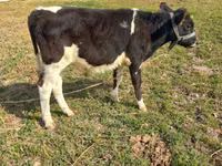 Bulle, Russian Black pied cattle — Foto 4