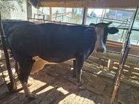 Сиыр, Latvian Blue cattle — 1-сурет