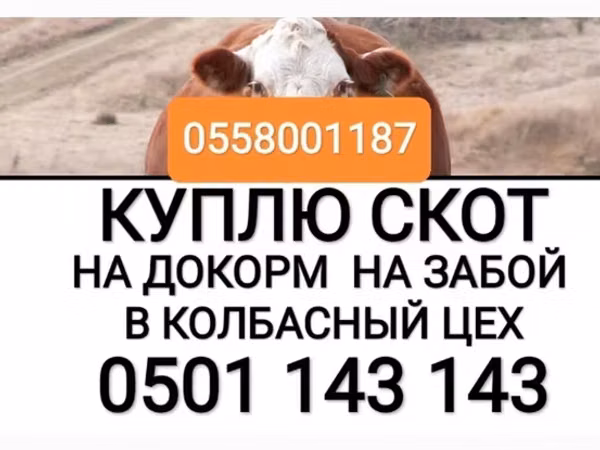 Бык, Коровы