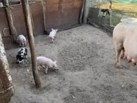 母猪, Pigs — 照片 2