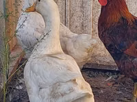 Chickens — 2-сурет