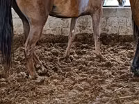 Mare, Horse breed — photo 4