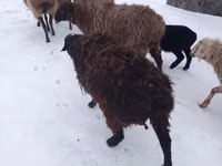 Schaf, Hissar sheep — Foto 1