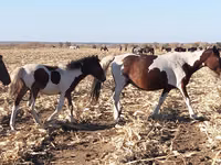 Stute, Pinto horses — Foto 1