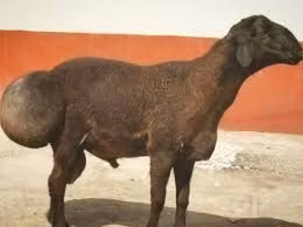 Кочкор, Эдильбай койу — Өзбекстан