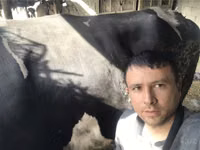 ثور, Russian Black pied cattle — الصورة 5