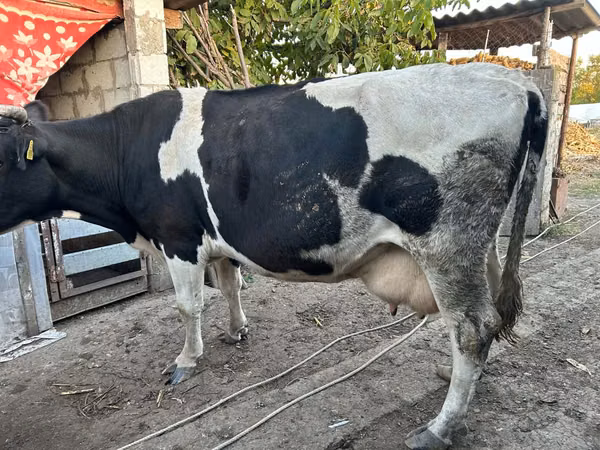 Kuh, Russian Black pied cattle