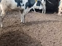 Toro, Russian Black pied cattle — foto 2