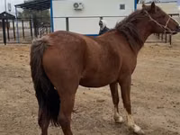 Бие, Horse breed — 4-сурет