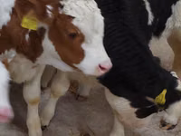 Bulle, Simmental cattle — Foto 6