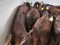 Buqa, Simmental cattle — 8-rasm