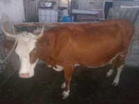 गाय, Simmental cattle — फ़ोटो 1