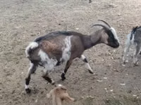 Ziege, Alpine goat — Foto 2