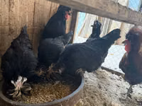 Chickens — foto 2