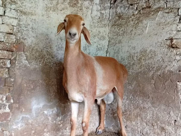 Ziege, Nubian Goat