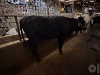 Vaca, Ganado vacuno — foto 2