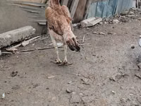 Chickens — الصورة 2