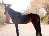 Hengst, Thoroughbred horse — Foto 1