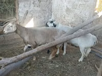 Қошқар, Arashan sheep — 6-сурет