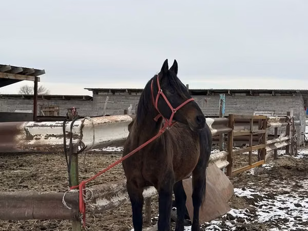 حصان, Kazakh horse