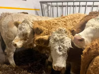Vaca, Simmental cattle — foto 5