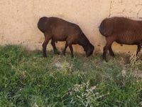 Carnero, Ovejas — foto 3