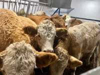 Vaca, Simmental cattle — foto 6