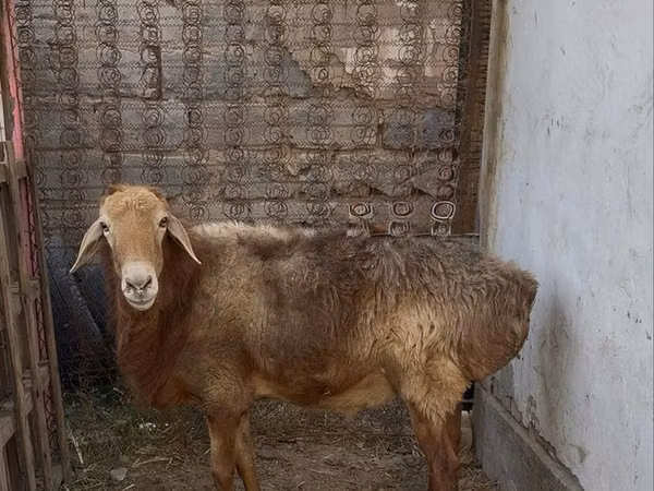 Кочкор, Эдильбай койу — Казакстан