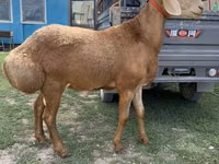 Carnero, Arashan sheep — foto 2