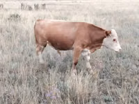 公牛, Kazakh White-headed cow — 照片 1