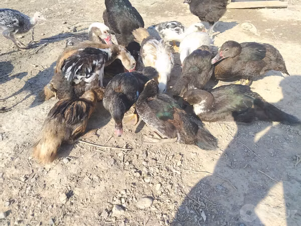 Turkeys
