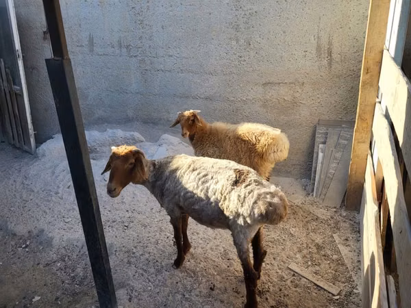 كبش, الأغنام — كازاخستان